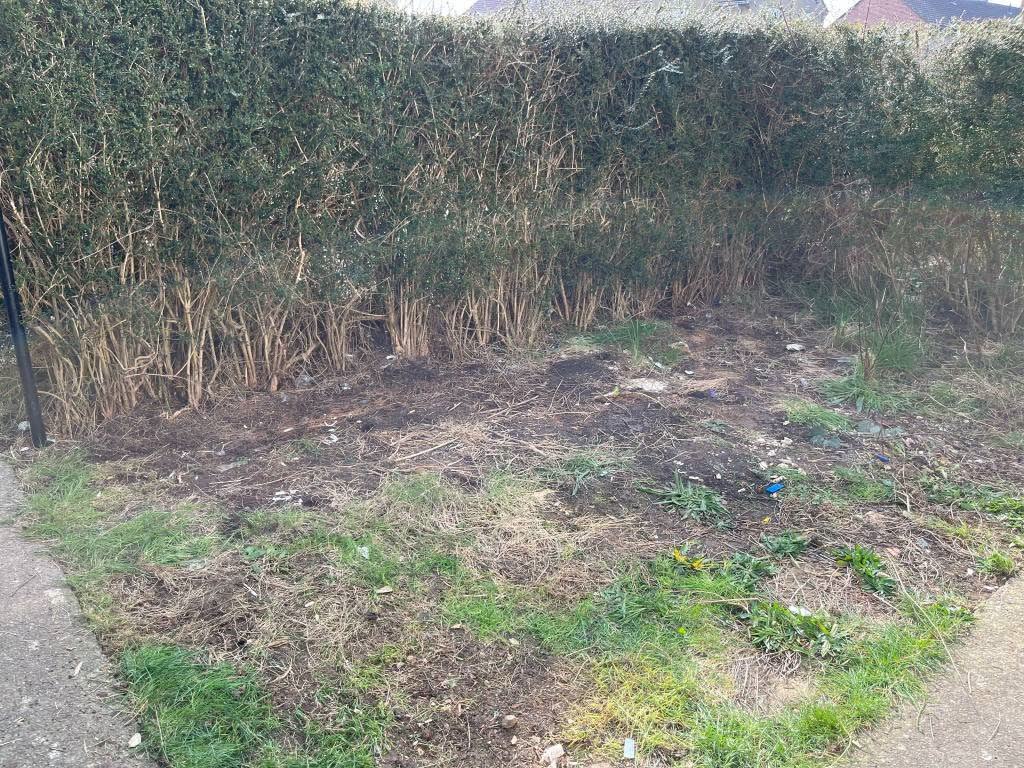 Family Garden Waste Clearance for Summer project photo 3