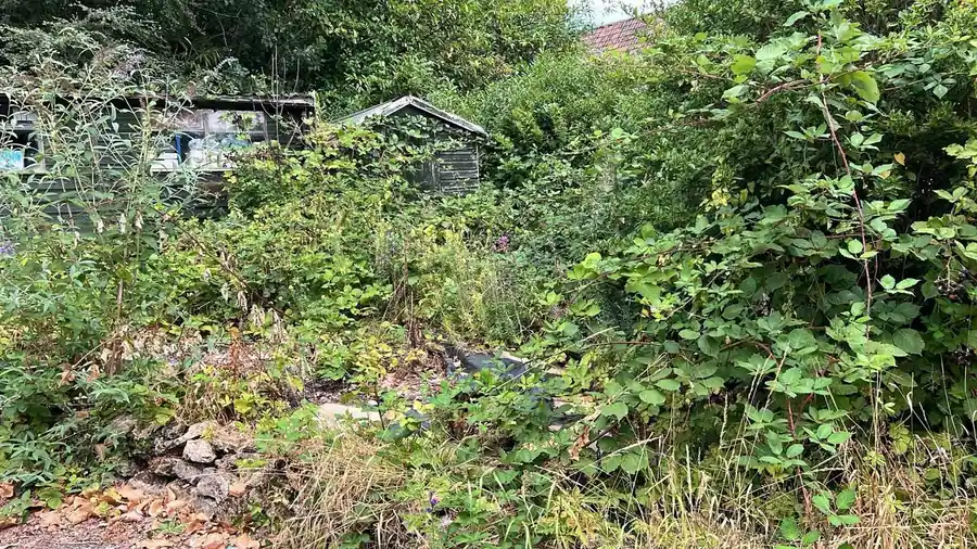Jungle to Garden before clearance