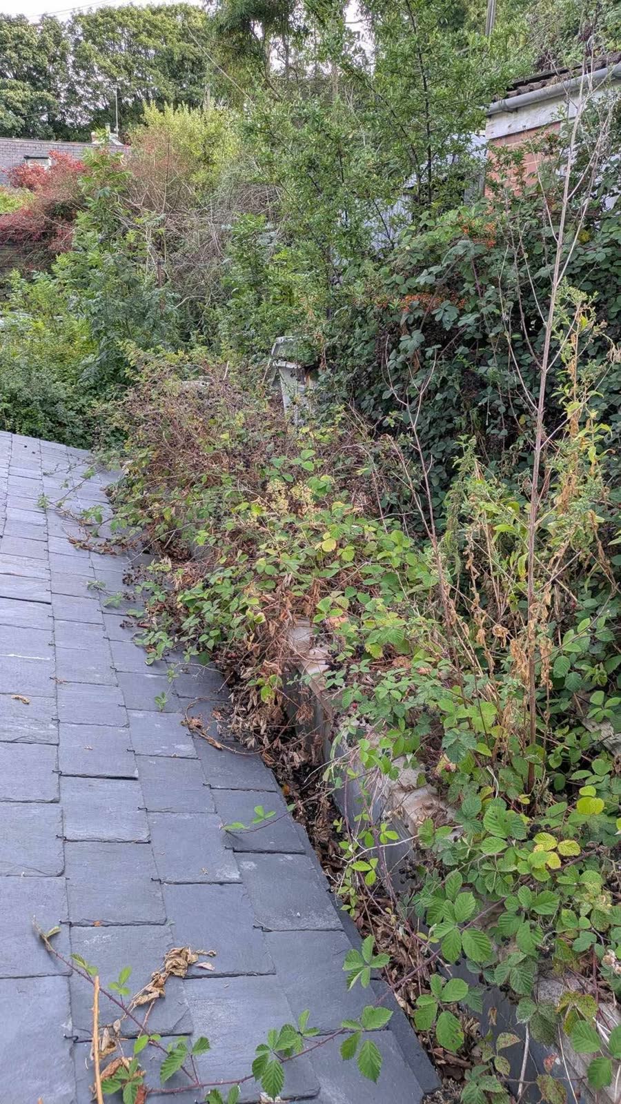 Large Garden Clearance and Green Waste Removal project photo 3
