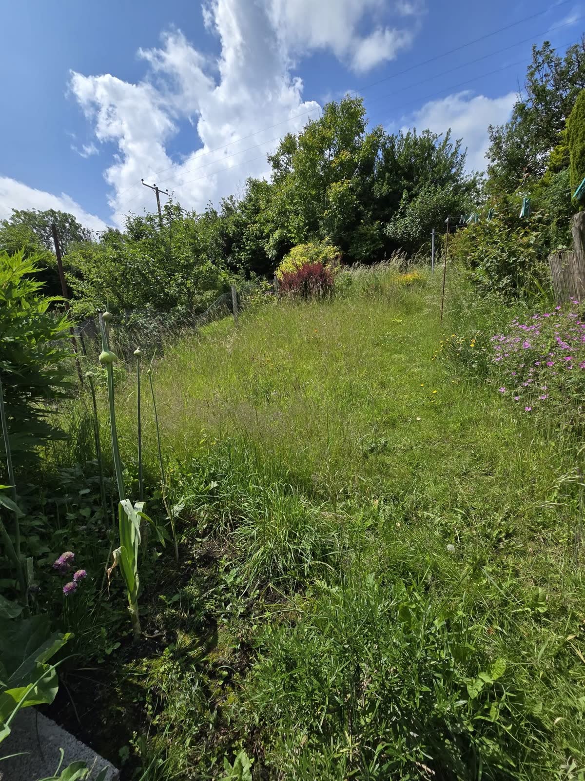 Lawn Mowing with Garden Waste Removal project photo 1