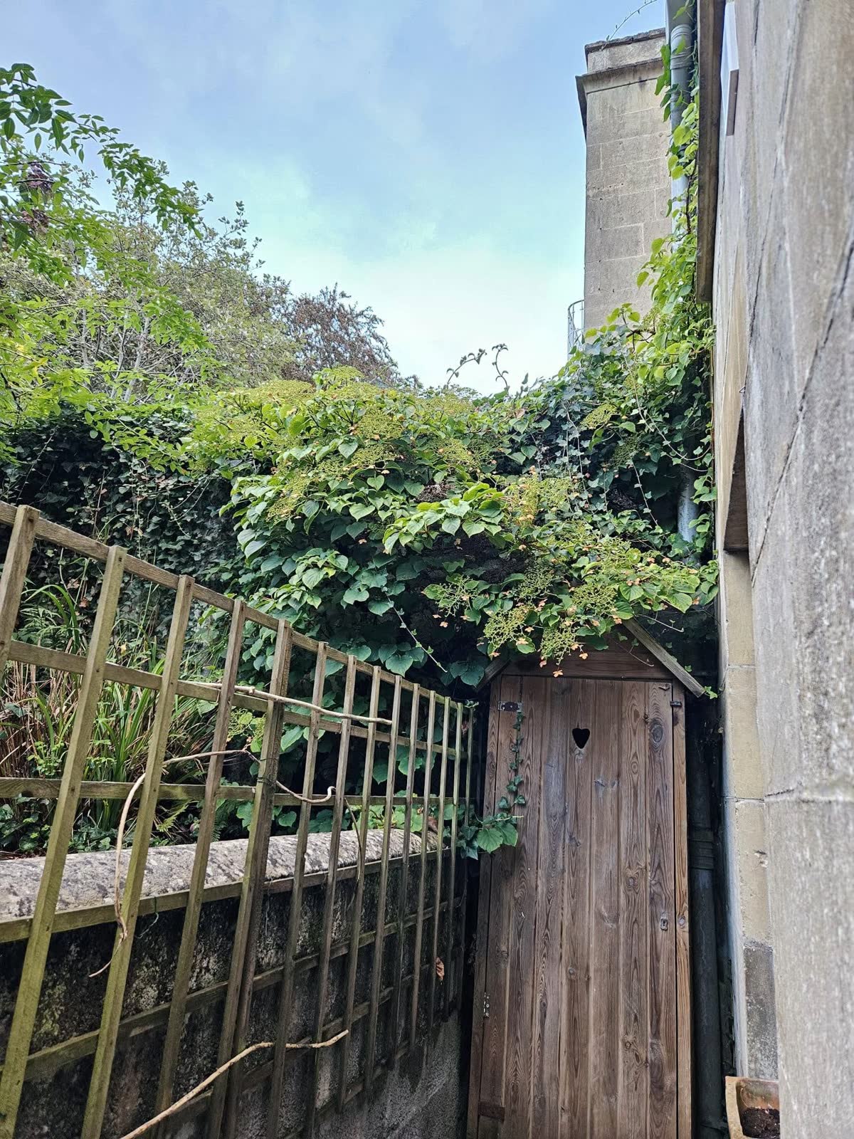 Low-Maintenance Overgrown Garden Transformation project photo 2