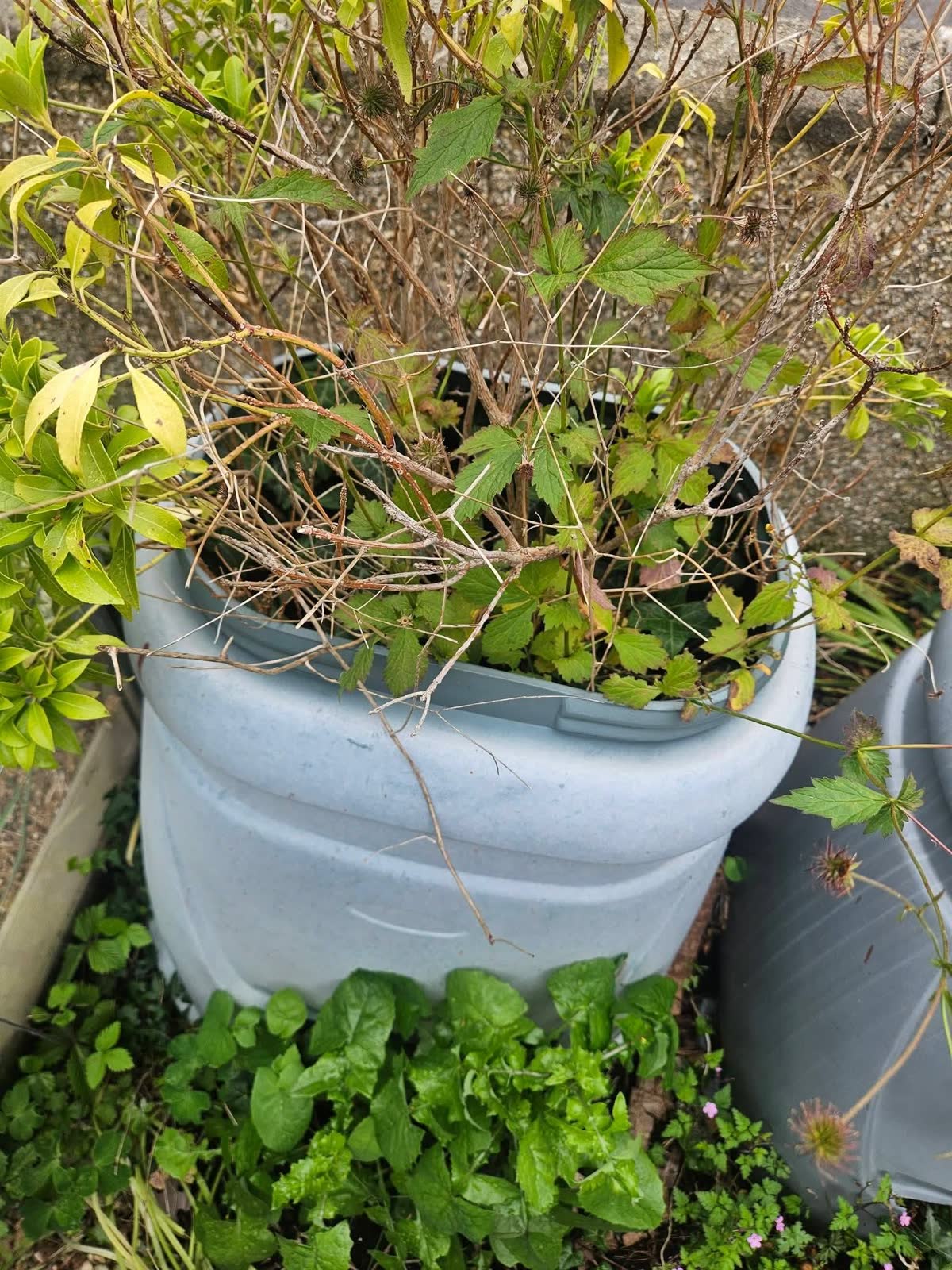 Mixed Green and General Waste Clearance project photo 3
