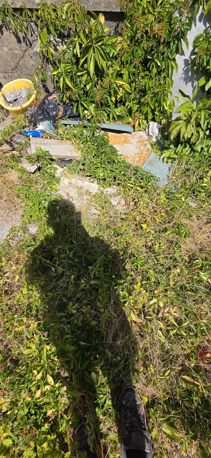 Cardboard, Timber and Shed Contents Clearance project photo 3