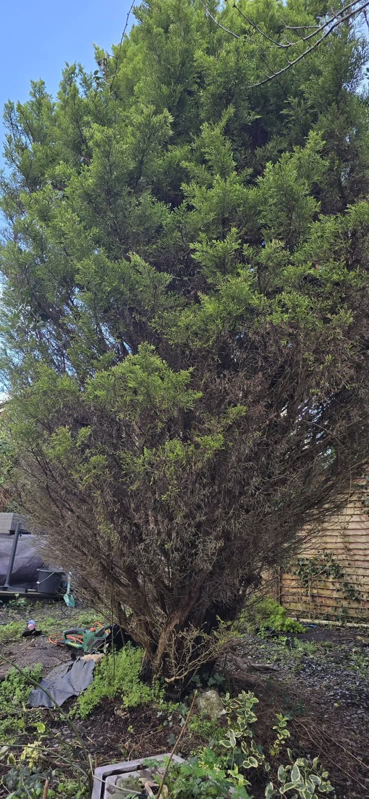 Two-Tree Removal and Green Waste Clearance project photo 1