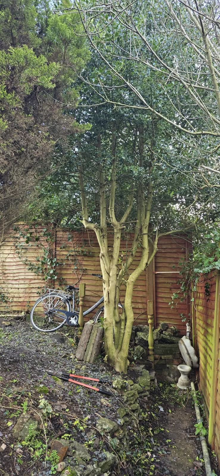 Two-Tree Removal and Green Waste Clearance before clearance
