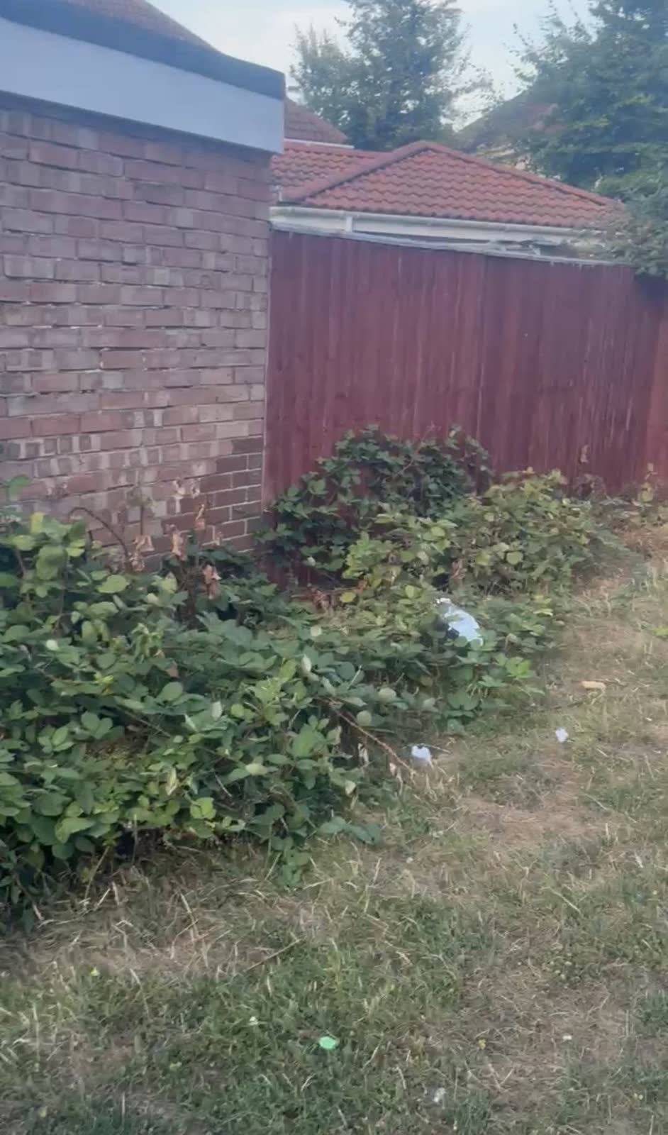 Westbury Driveway and Overgrown Garden Clearance project photo 4